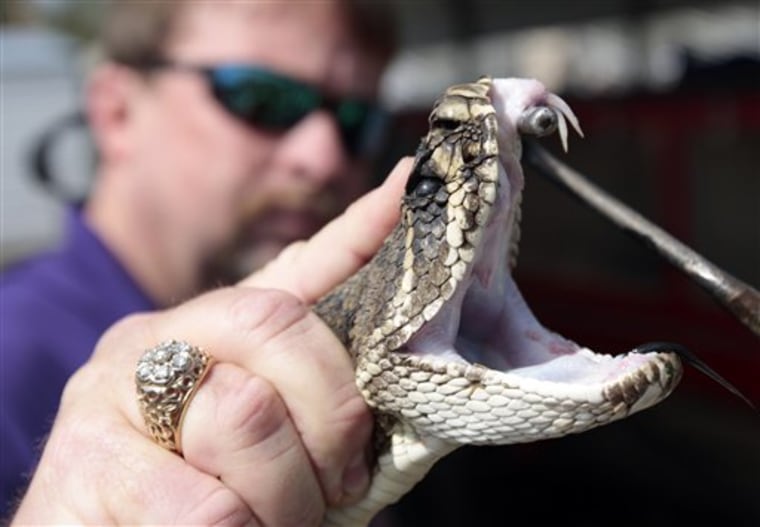 Scotty Short, a city councilman in Opp, Ala., demonstrates some snake handling techniques during the 50th annual Rattlesnake Rodeo on March 8.